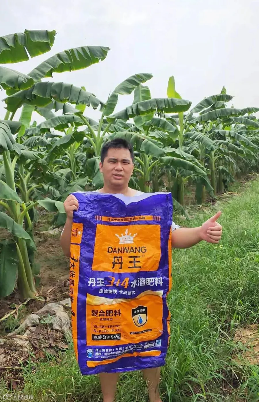 梁仲良+肇庆沙埔镇+香蕉.jpg