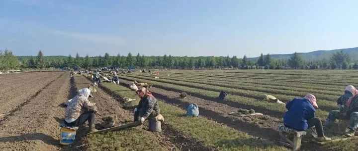 【生态立企】鹤立：规范移栽保质量 精细管护育良苗