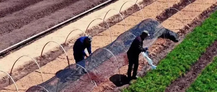 【产业富企】<em>双鸭山</em>：60万株刺五加、2万株红松嫁接育苗全面启播