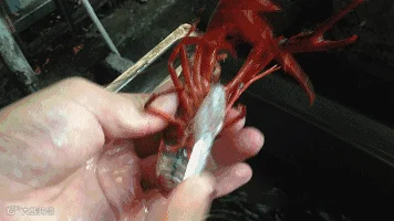 1527421854566677.gif
