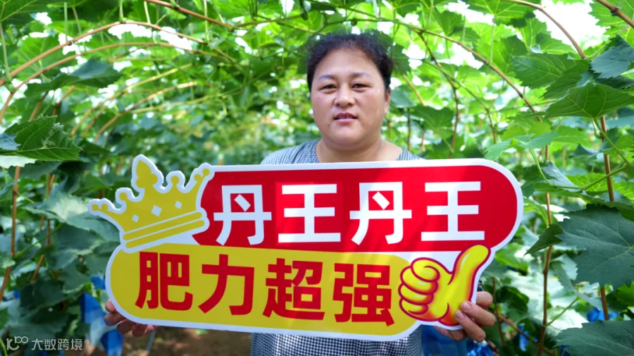 山东龙口阳光玫瑰.png