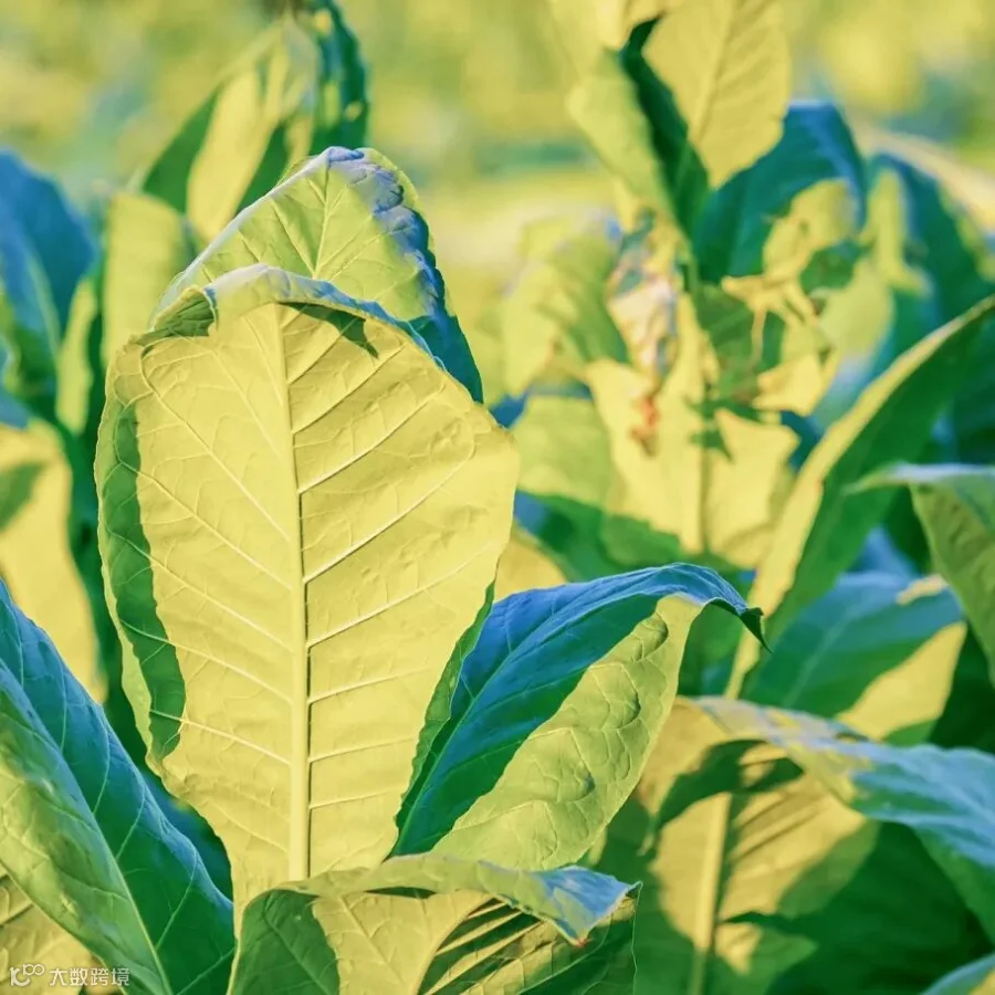 tobacco-4457185_1920.jpg