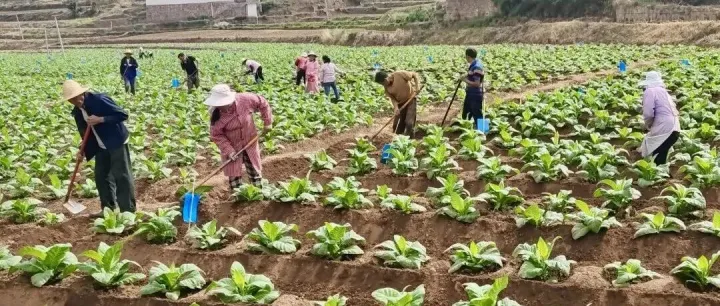 关注｜牟定县安乐乡：“红绿搭档”护航“金叶子”丰产路