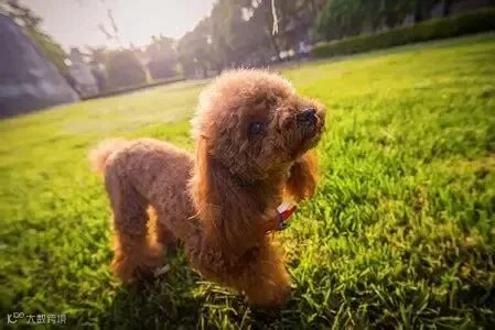 宠物高清图片下载-正版图片502390921-摄图网