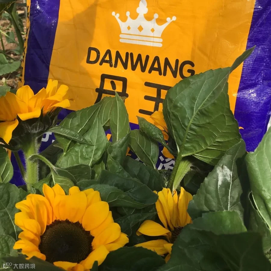 云南通海向日葵种植户鲁正中 (3).jpg