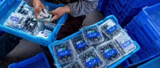 为什么晴山蓝的蓝莓贵一点？因为我们把品质刻进每一个环节
