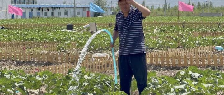 实现种菜自由！乌鲁木齐这里建起共享菜园