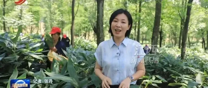 宜黄：飘香箬叶富一方