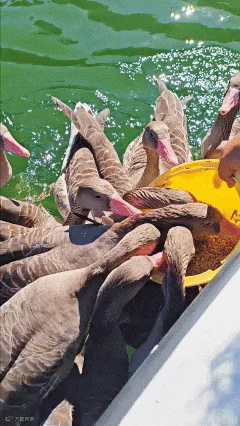 8月16日(2).gif