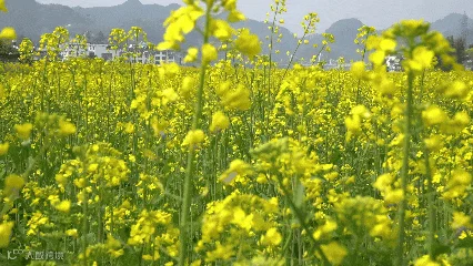 3月11日(2).gif