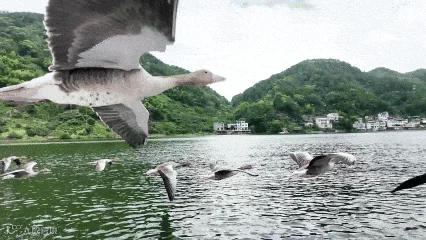 640 (3).gif
