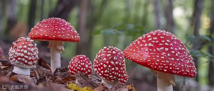 千库网_毒蝇伞，毒蘑菇。_摄影图编号15441899.jpg