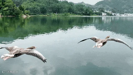 8月16日.gif