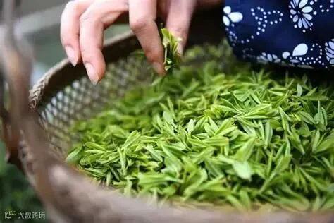 明前茶多少钱一斤 明前茶价格【采摘部位】-润元昌普洱茶网