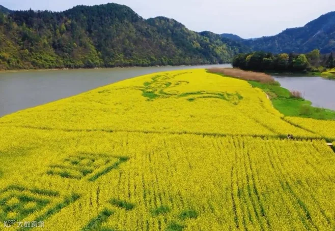 油菜花.png