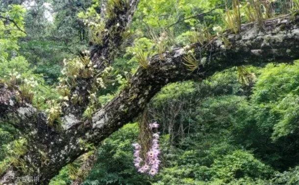 惊艳!井冈山保护区发现“中华神草”同树共舞