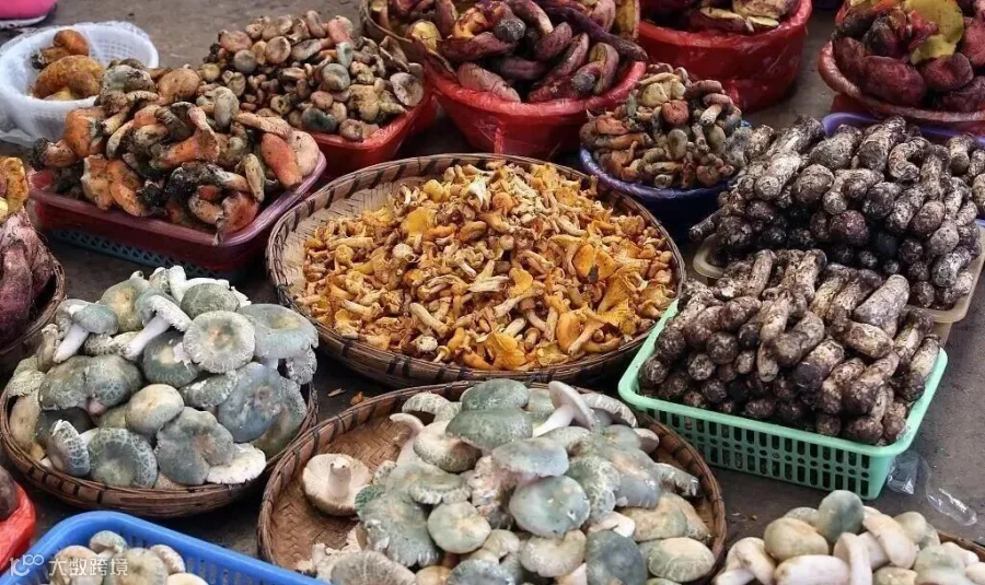 云南最后半个月的菌菇季 这些菌子的八卦故事你听过吗? | 赏味_凤凰旅游