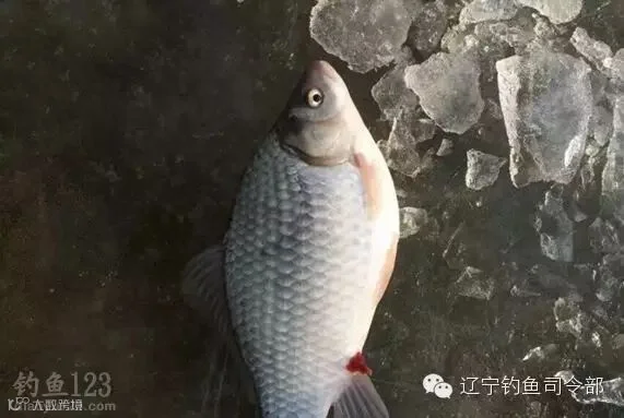 开冰凿洞寻鱼群冰钓鱼货也不错