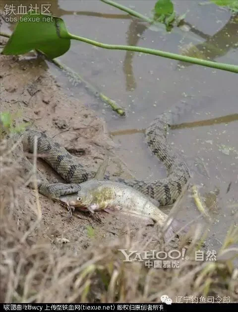 铁血网提醒您:点击可查看大图