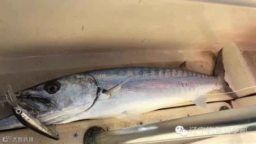 这是我钓上来的第一条海狼长约一米一