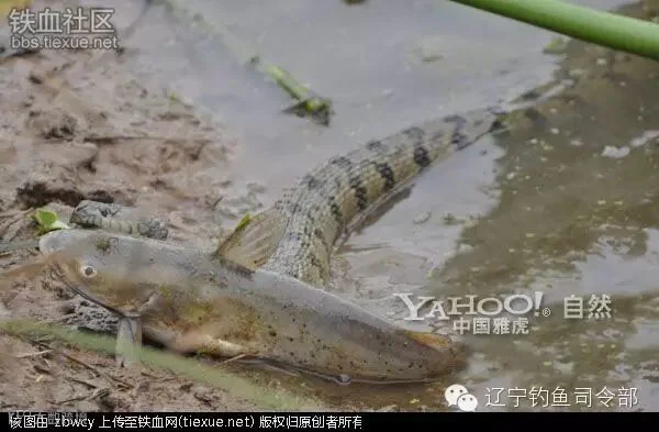 铁血网提醒您:点击可查看大图