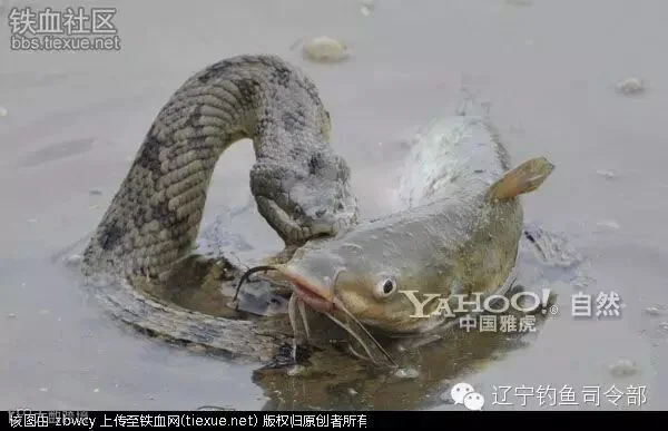 铁血网提醒您:点击可查看大图