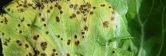 大白菜上的黑点是什么?还能吃吗?