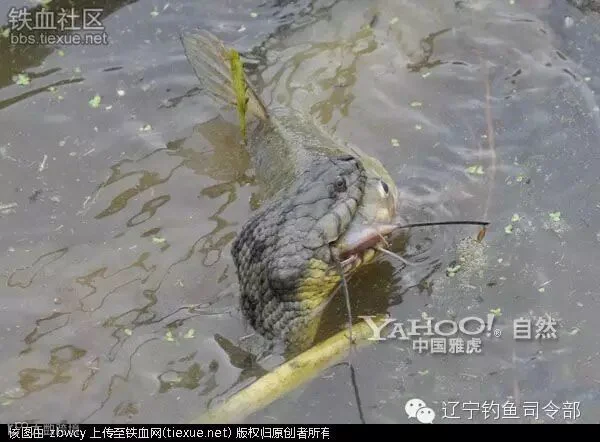 铁血网提醒您:点击可查看大图