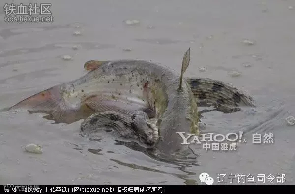 铁血网提醒您:点击可查看大图