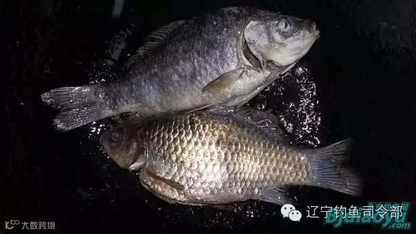 带鳞煎炸