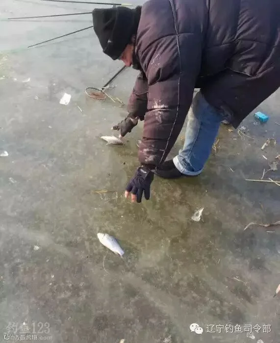 开冰凿洞寻鱼群冰钓鱼货也不错