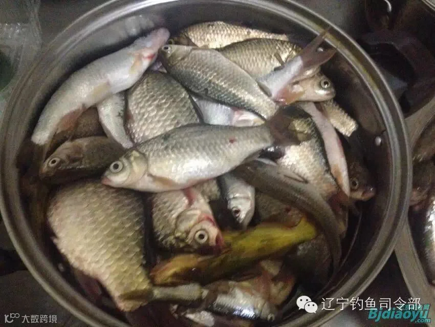 渔获11