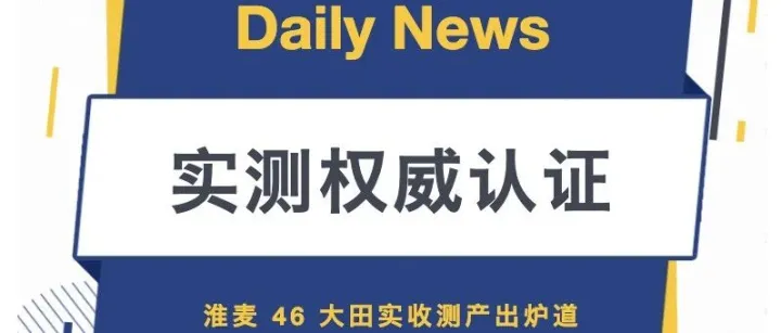 双地块权威实收测产收官｜两日连测，淮麦 46 跨区域均实现灾年高产突破