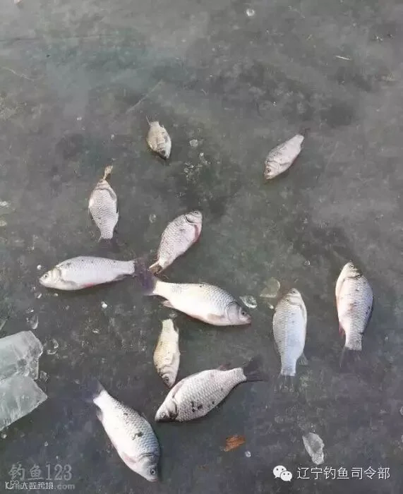 开冰凿洞寻鱼群冰钓鱼货也不错