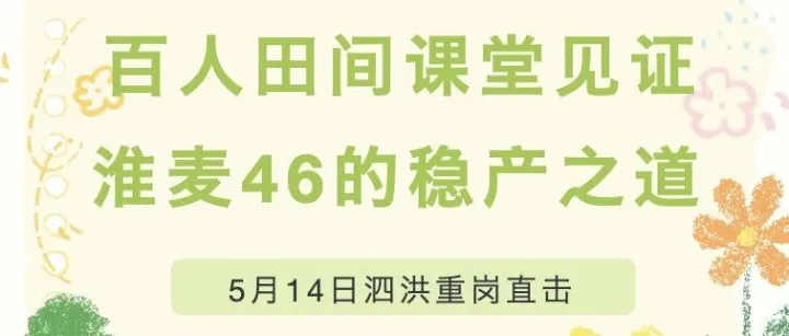 百人田间课堂见证“淮麦46”的稳产之道