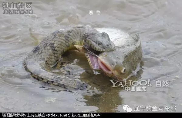 铁血网提醒您:点击可查看大图