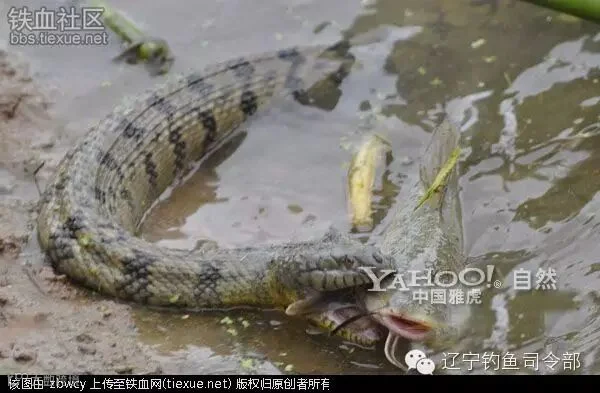 铁血网提醒您:点击可查看大图