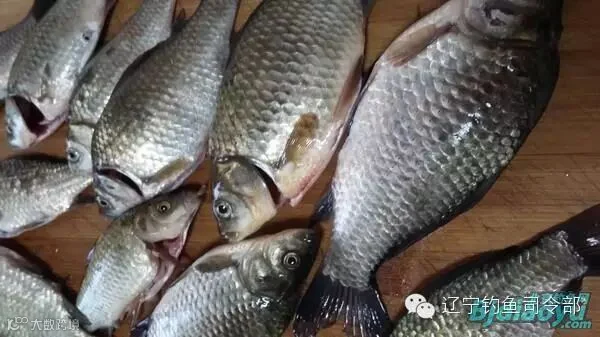 收拾好的鲫鱼,不去鱼鳞