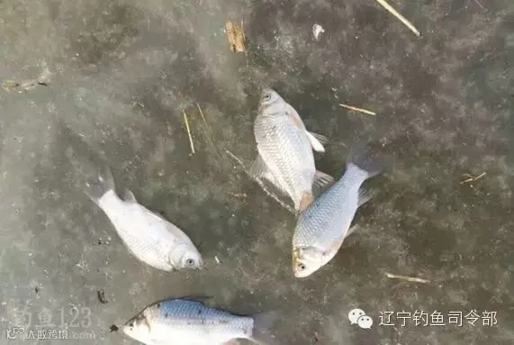 开冰凿洞寻鱼群冰钓鱼货也不错