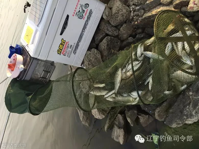 我的渔获 鲤鱼9条 大鲫鱼无数和可观的大白鱼