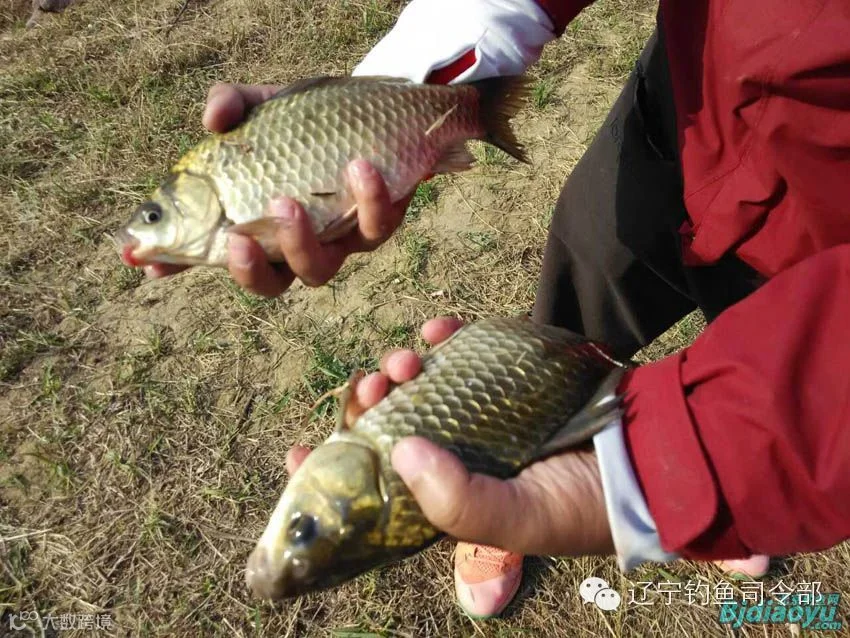 超过一斤的鲫鱼