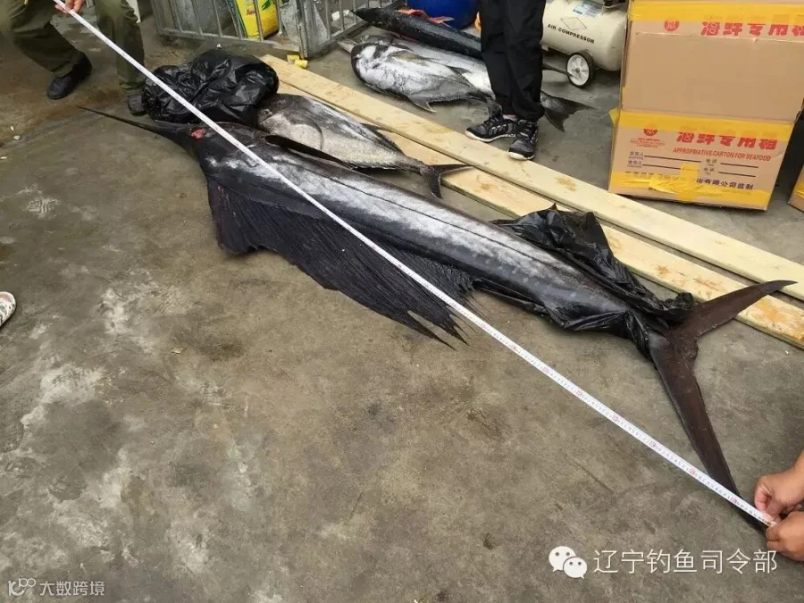 经测量这条旗鱼身长2.9米!