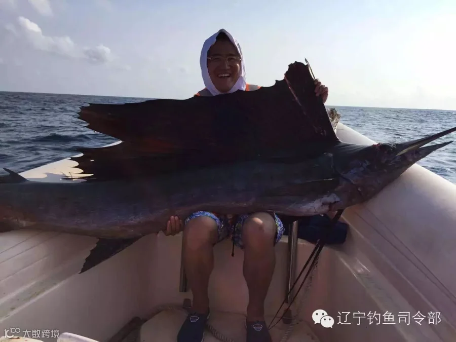钓上来的大旗鱼