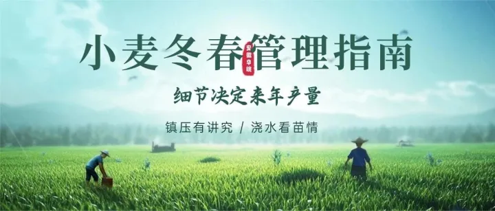 小麦冬春管理指南：镇压有讲究，浇水看苗情，放牧要禁止！