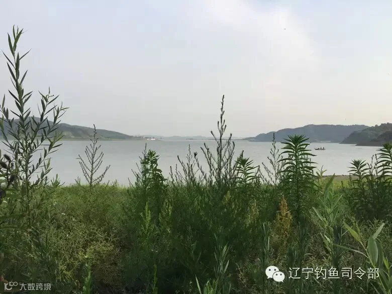 绿草依依湖水清清