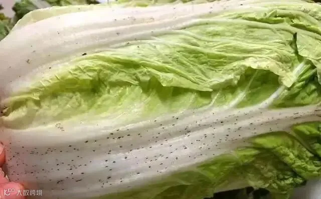 大白菜上的黑点是什么?还能吃吗?