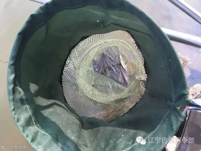 开杆一小时内杯白鱼折磨几近崩溃