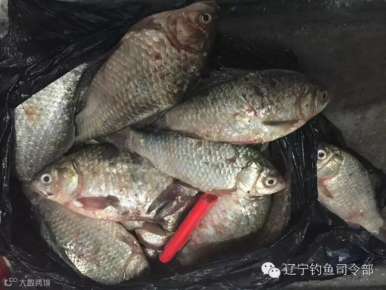 给朋友媳妇留着下奶的鲫鱼