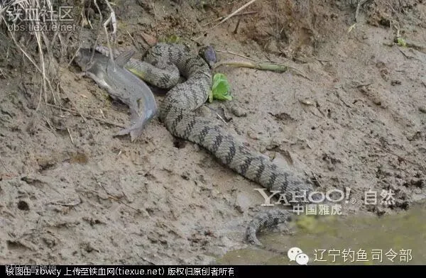 铁血网提醒您:点击可查看大图