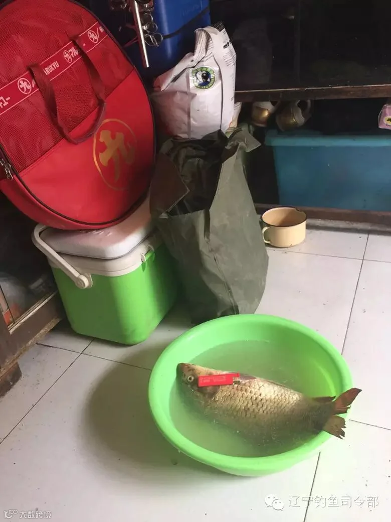 自己最终留的一条鲤鱼 准备红烧
